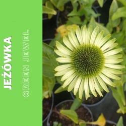 Jeżówka    Green Jewel